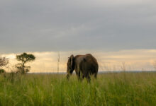 An Elephant in Murchison Falls National Park.