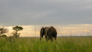 An Elephant in Murchison Falls National Park.