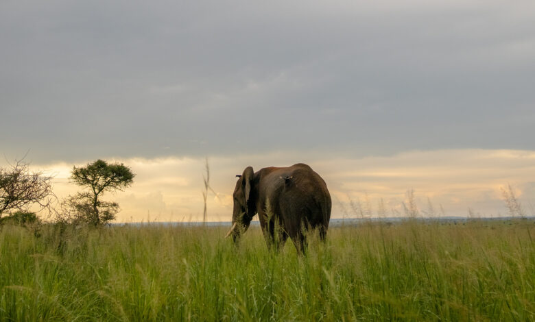 An Elephant in Murchison Falls National Park.