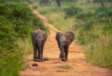 Elephant calves in Queen Elizabeth National Park