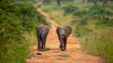 Elephant calves in Queen Elizabeth National Park