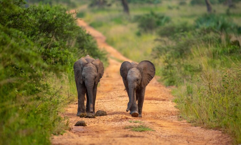 Elephant calves in Queen Elizabeth National Park
